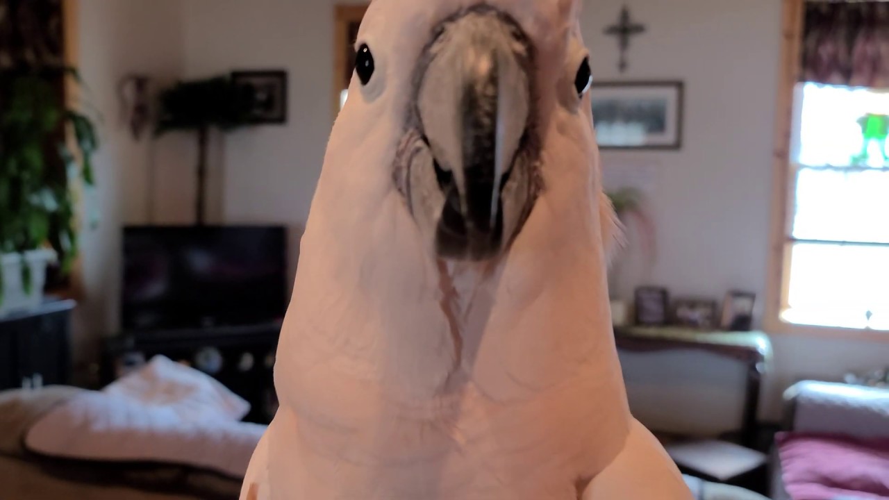 Max Doesn't Approve Of My Hat