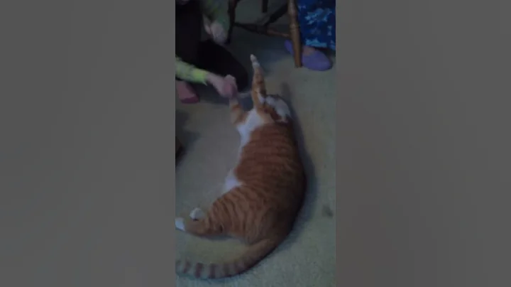 Boxing cat