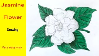 How to draw jasmine flower very easy for beginners easy very jasmine flower sketch draw session