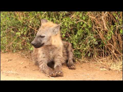 Video: Kdo Jsou Hyeny