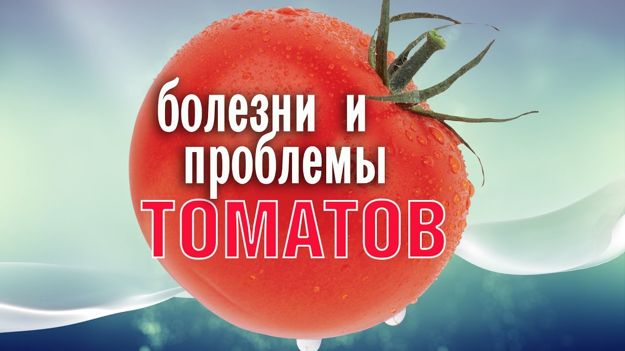 Проблемы при выращивании томатов Проблемы при выращивании томатов