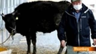 Japan Ranchers Defy Evacuation as Radiation Threatens