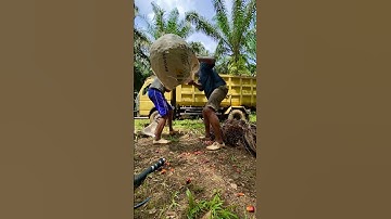 Muat brondolan sawit ke truk | cara melempar brondolan sawit #shorts