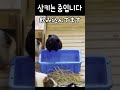 기니피그 물 드링킹 모먼트🥤 #일본어회화 #힐링영상