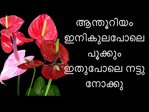 Hybrid anthurium care and potting method | anthurium | pottingmix |gardening