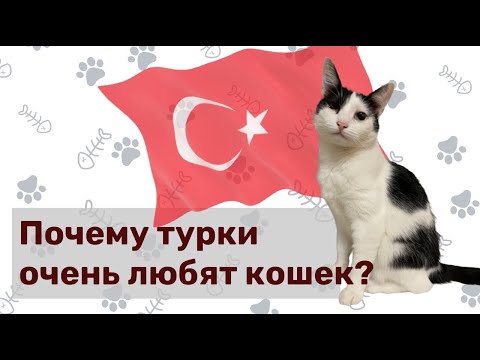 Почему в Турции очень любят кошек?