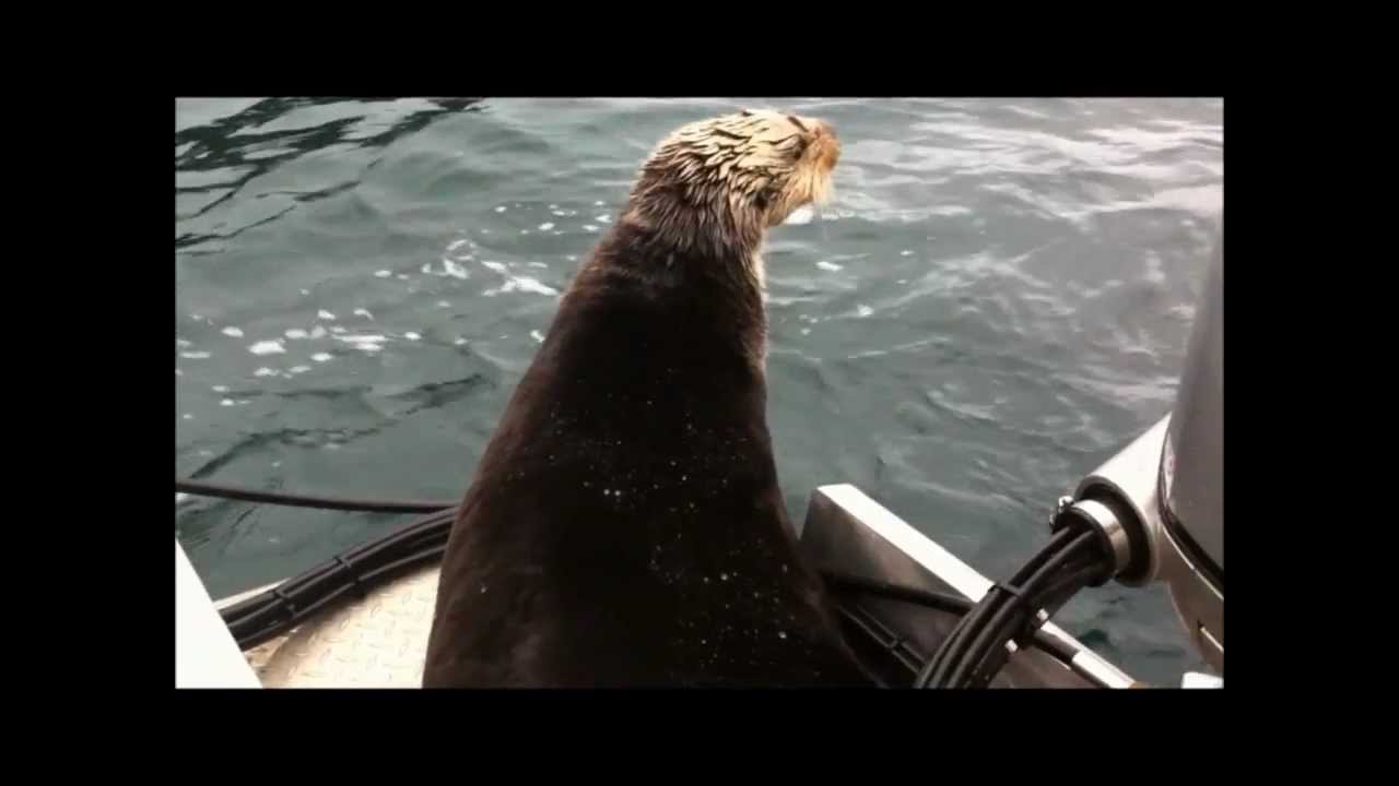 Alaska Killer Whales vs. Witty Otter YouTube