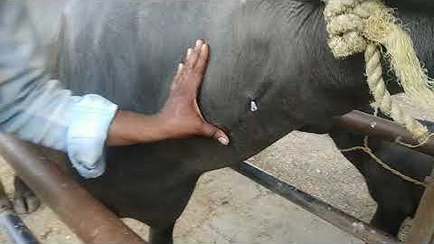 Intravenous route of administration in buffaloes