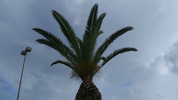 Over  trimming palms or pineapple pruning, a canary island date palm will cause yellowing of leaves