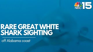 Rare Great White Shark sighting off Alabama coast - NBC 15 WPMI