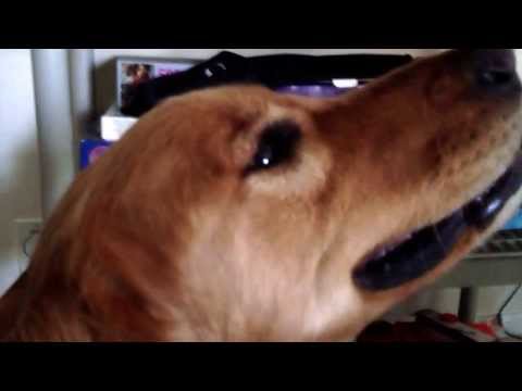 cancer golden retrievers symptoms hopeless failing misdiagnosed with lyme disease cancer cured by holistic vet cancer golden retrievers symptoms hopeless failing misdiagnosed with lyme disease cancer cured by holistic vet