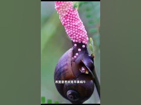 [問卦] 福壽螺是怎麼讓卵逆流而上的