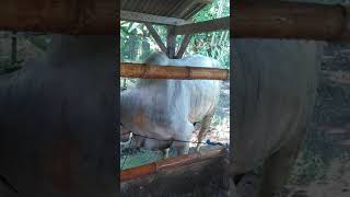 Simon Sapi Montok Lagi Mandi Pagi Seger