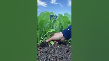 Giống Cải bó xôi chịu nhiệt có thể trồng ở xứ nóng