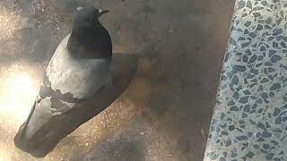 Paloma callejera haciendo de paloma (Libre de peruanos)