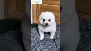 Videos Graciosos 2024 Viral Risas Funny