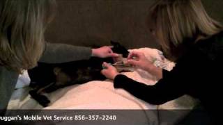 Veterinarian Lori Duggan's Mobile Vet Service (Mt.Laurel Cinnaminson Moorestown)