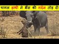 हाथी का गुस्सा इतना खतरनाक क्यों होता है ? WHY ELEPHANT'S ANGER IS SO DANGEROUS ?