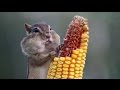 Try not to laugh challenge   amusing squirrel and raccoon compilation