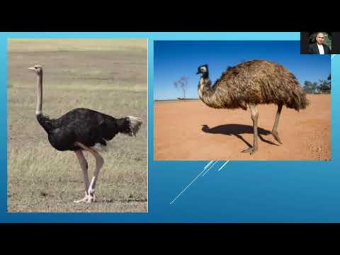 Video: Adakah burung unta dan emu sama?