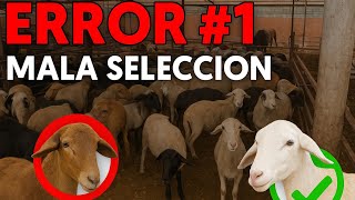 ERROR #1 EN LA ENGORDA DE BORREGOS: “Mala selección” 