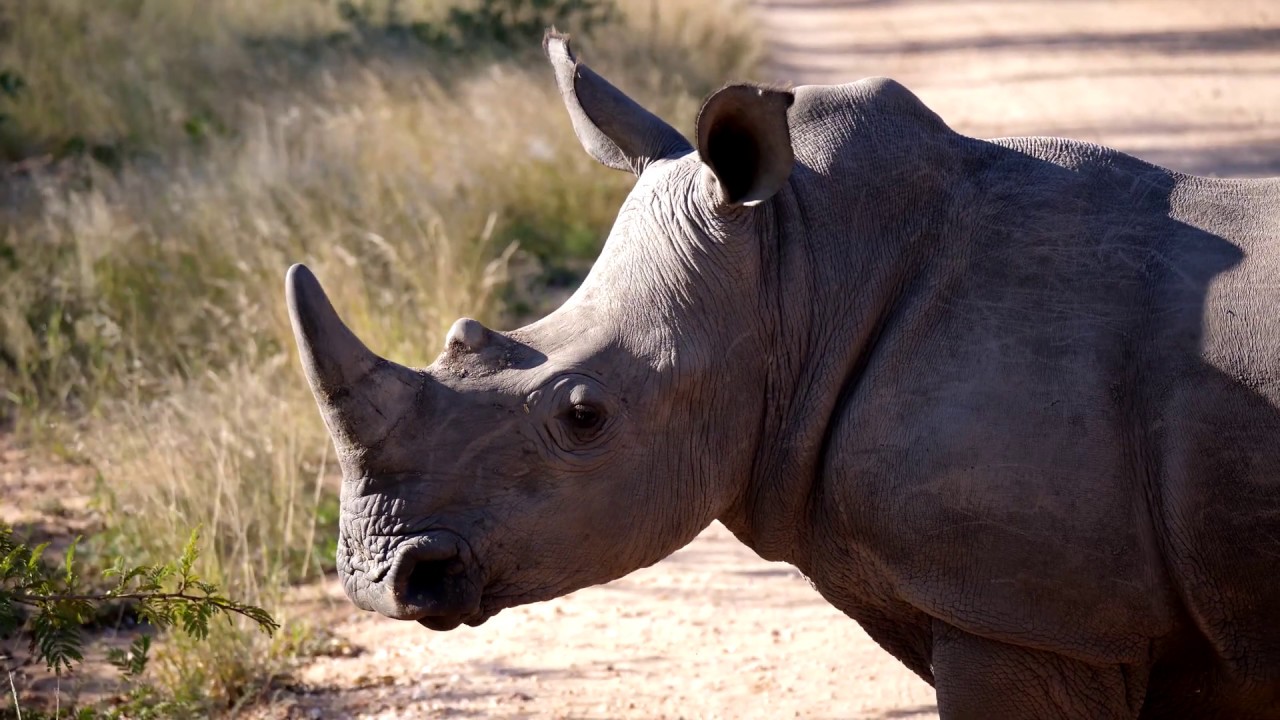 Panasonic GH5 6K Photo test - Rhino Encounter in Kruger National Park, South Africa