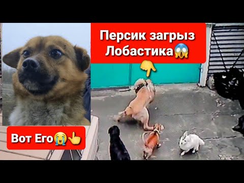 Видео: Спроси собаку Леди - Зима 2014/15