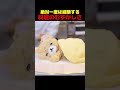 レシピ通りに作ったはずなんだけどな