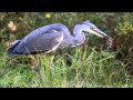 Grey Heron captures Field Vole