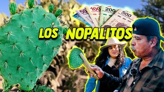 CONVIERTO NOPALITOS EN DINERO, Las ESPINAS YA NI ME HACEN !! | Lety Carrillo