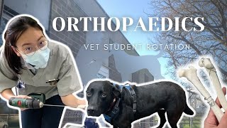 Week in the life: drilling some bones in vet school 🐾 by May Yean 10,765 views 1 year ago 9 minutes, 48 seconds