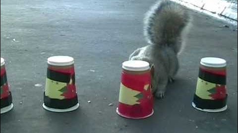 Squirrel Memory test? MUST SEE!!!!!