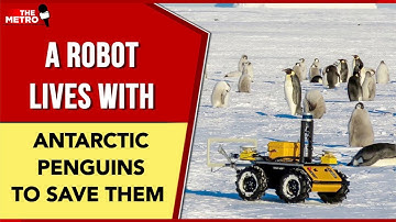 Fascinating! A robot lives with penguins in Antarctic to save them