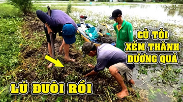 Bắt Chuột Miền Tây Củ Tói Xém Thành Dương Quá Chuột Thấy Mê P.4/Catch The Mouse/NGÃ NĂM TV