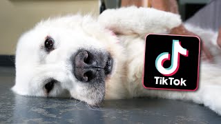 Trying Funny TikTok Trends on Our Dogs!