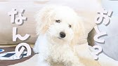 犬が首をかしげる音をやってみたら首が取れるかと思ったw Youtube 犬が首をかしげる音をやってみたら首が取れるかと思ったw Youtube