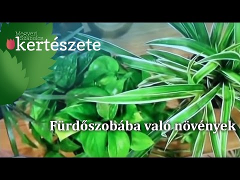 Videó: Növények termesztése a fürdőszobában – A legjobb zuhany- és kádnövények