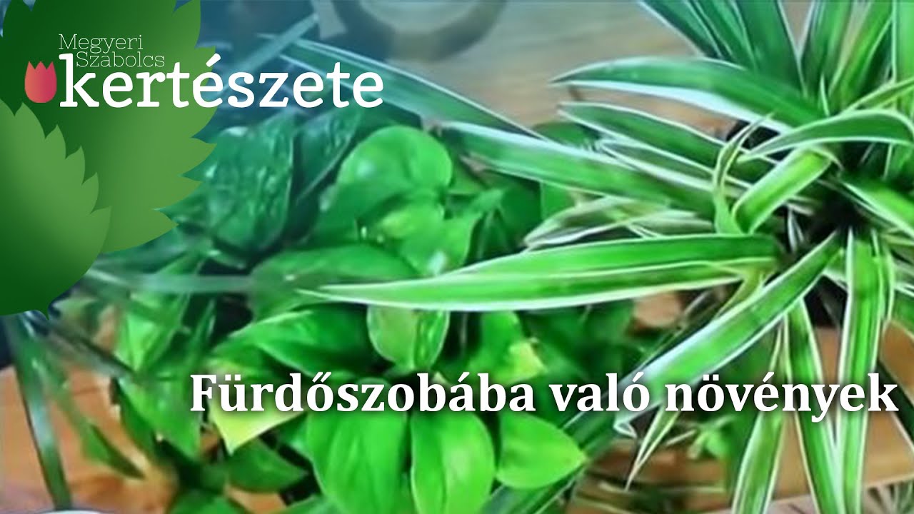 FürdÅszobába való növények youtube