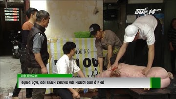 (VTC14)_Đụng lợn, gói bánh chưng với người quê ở phố