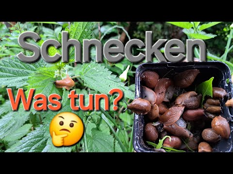 Schnecken im Garten 🐌 - Was wirklich hilft! ☠️