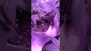 Transplanting 3 overview