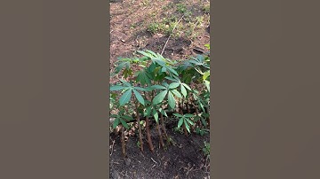 Kreatif Tanam Singkong Panen Daunnya #shorts #pertanian #berkebun