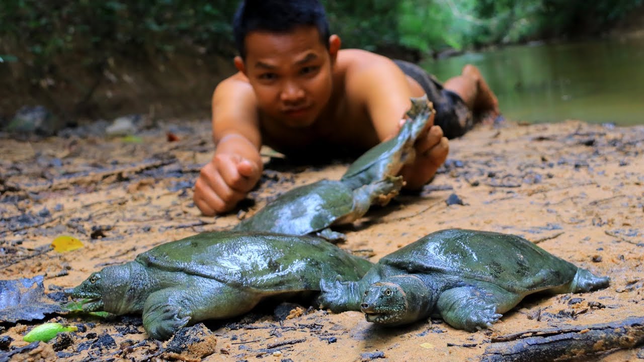 cooking turtle meat recipes Catching Turtle in Hole and Cooking Eating Delicious In the Forest