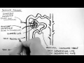 Renal Anatomy 2 - Nephron