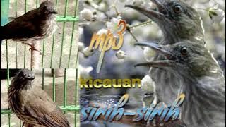 siri siri kecil tembakan pedas,masteran mutai batu dan burung lomba