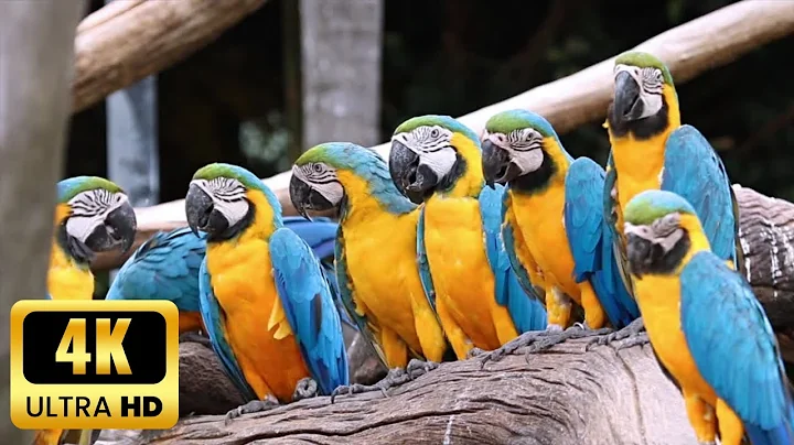 Most Beautiful Birds🦜 In The Planet Earth || 4k #macaw #parrot