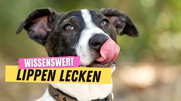 Was bedeutet es wenn ein Hund leckt?