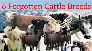 The World’s Most Overlooked Cattle Breeds – 6 Hidden Beef & Dairy Champions