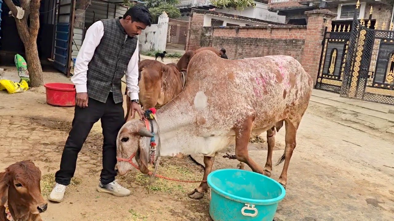 आज अच्छी देसी गाय की तलाश में काफी दुर पहुंचे | Bipin Singh Dildarnagar | Desi Cow Farm