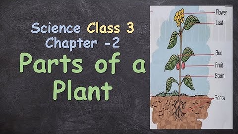 Parts of a Plant || Class 3, Science Chapter 2 || Grade 3,  Science Lesson 2 Questions & Answers